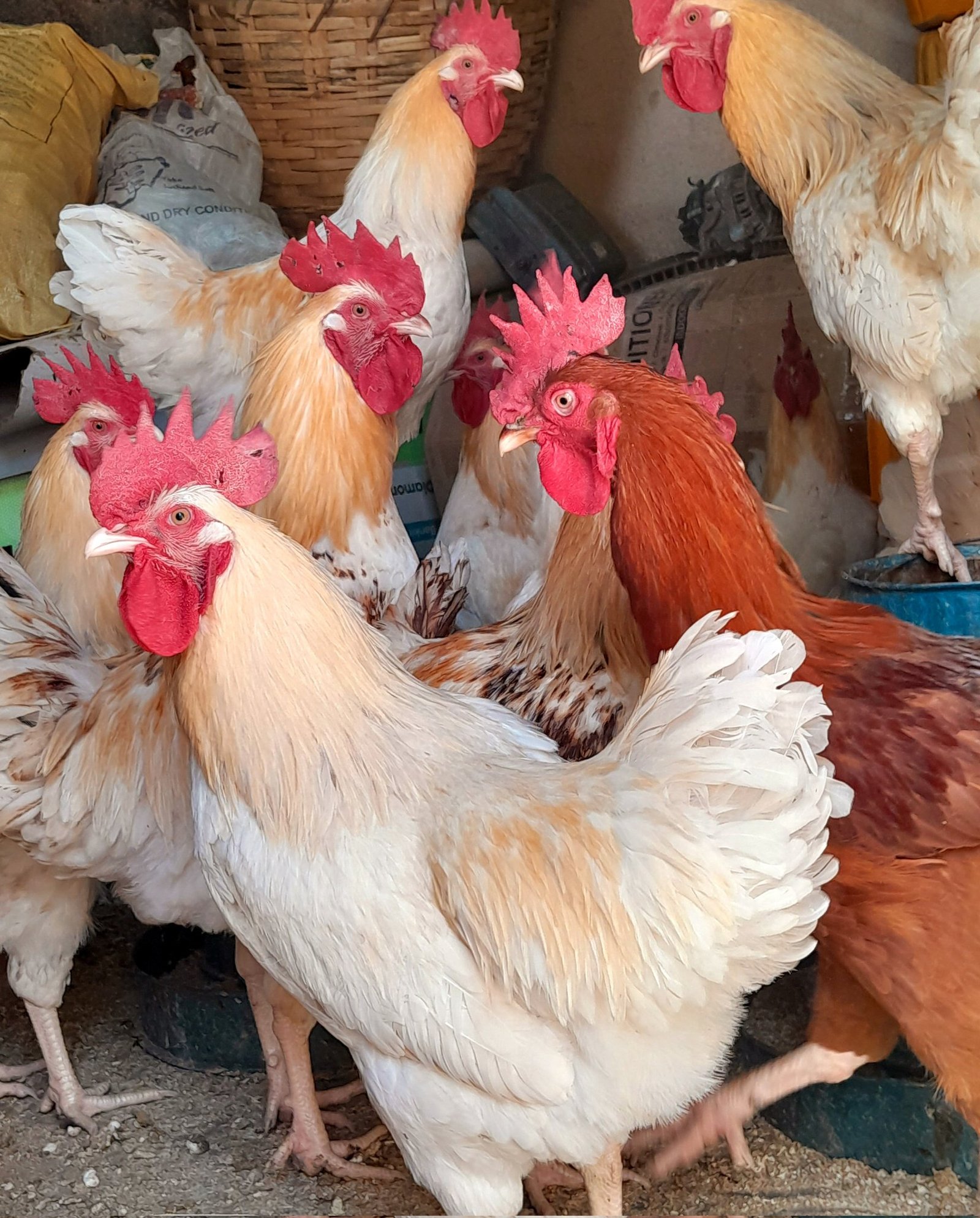 noiler chicken
