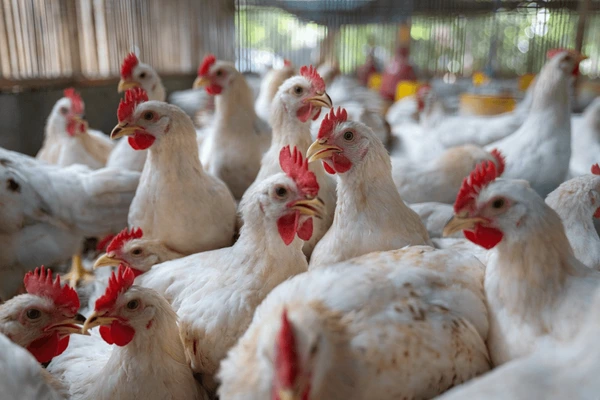 group-healthy-broiler-chicken-poultry-600nw-2437888025
