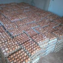 eggs3