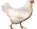 broilers for sale