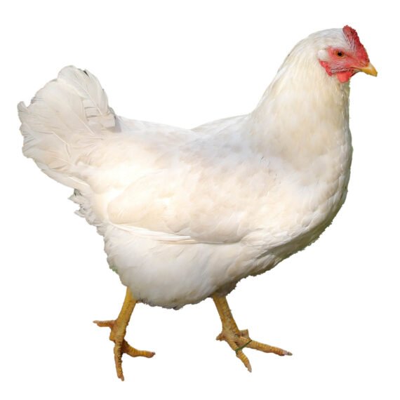 broilers for sale