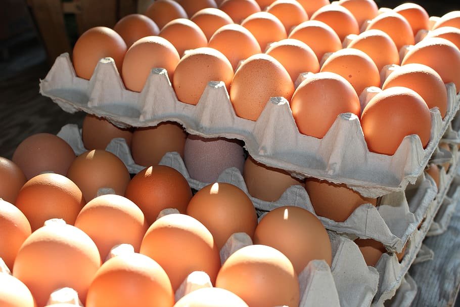 fresh-eggs-home-grown-eggs-agriculture