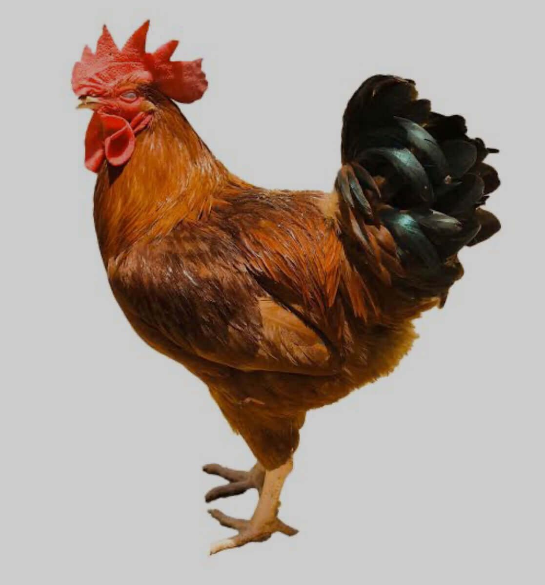 noiler-chicken